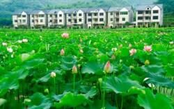 歷史文化村，秀美伍村