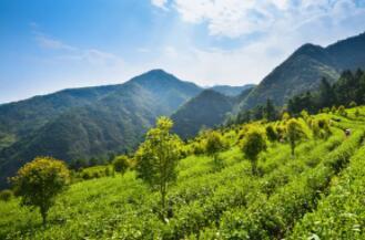 探秘臨安龍門秘境：高山野茶的詩意之旅