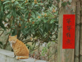 歲末將至，那就“相見”吧！