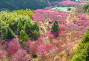 到臨安賞春景，邂逅爛漫春光