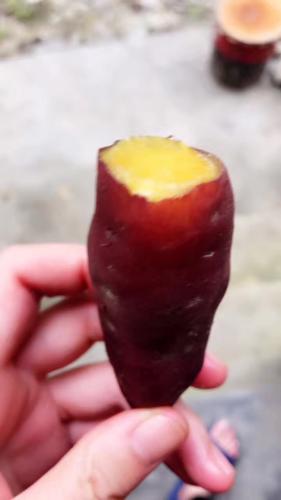 剛熟的紅薯