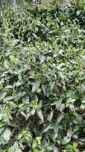 茶葉