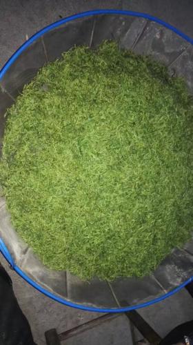新鮮的茶葉