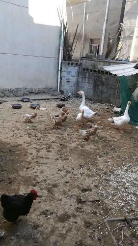 自然喂養