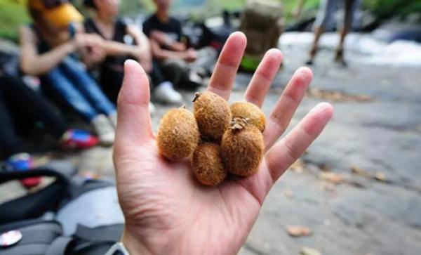 好小的獼猴桃