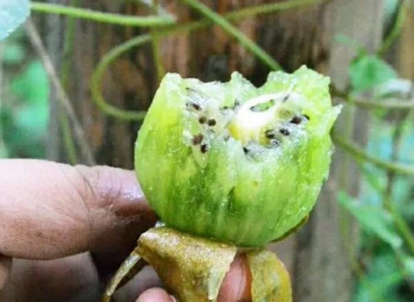 好吃的獼猴桃