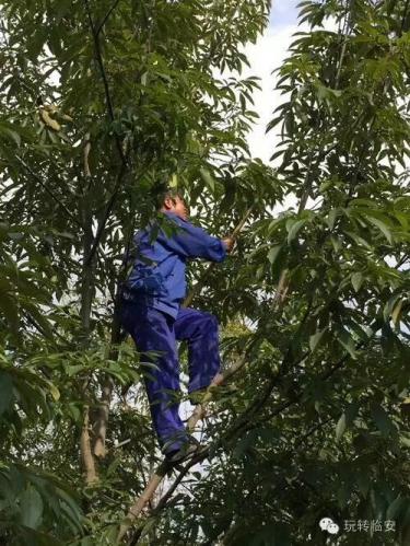 爬到樹上采收