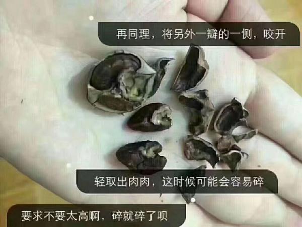 將另外一邊也咬開