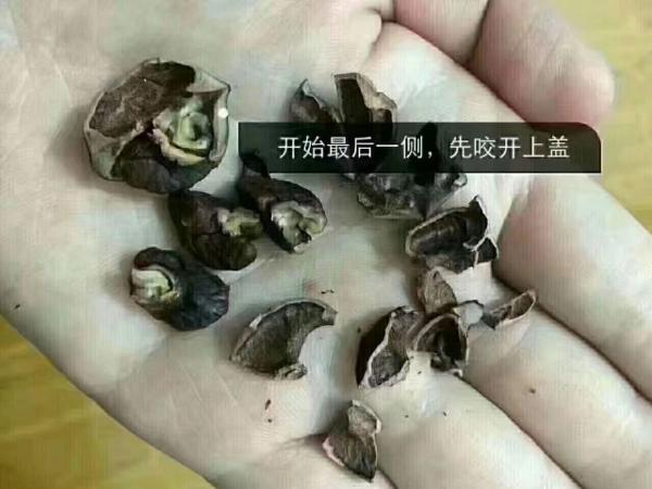 快剝好的核桃