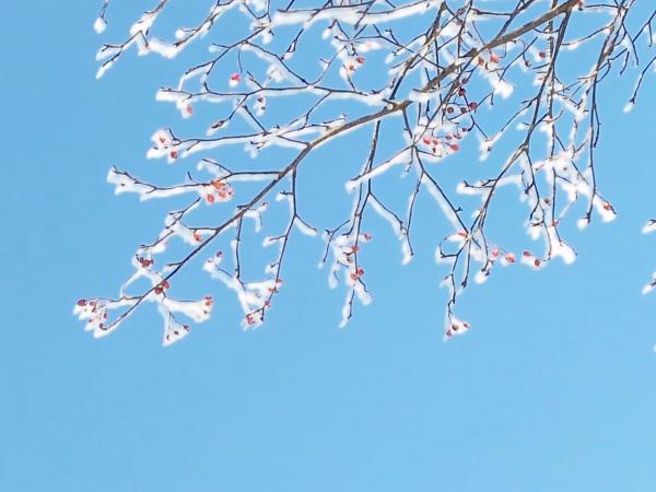 天空中落滿雪花的樹枝
