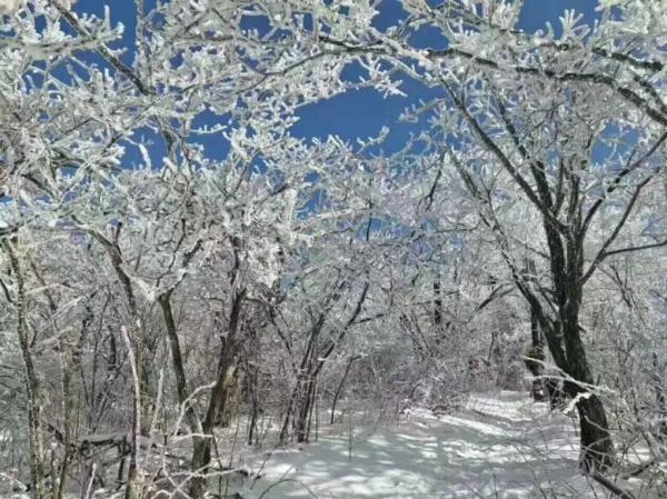 藍天下的冰樹枝