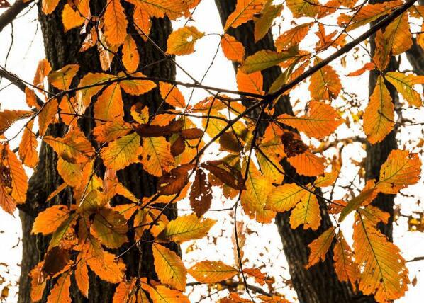 紅楓葉