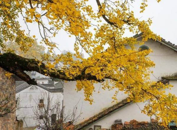 屋前楓葉