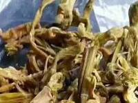 石筍干