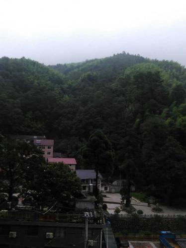 茂密的樹