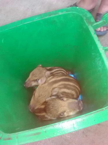 可愛的小動物