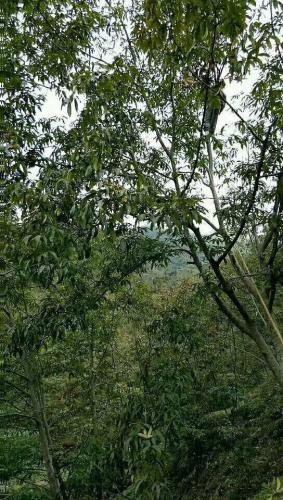 核桃樹