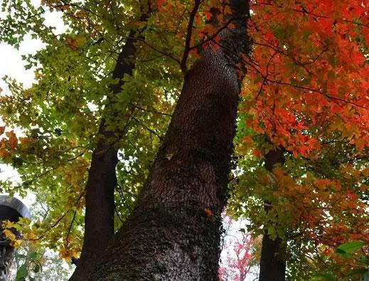 紅樹葉