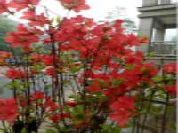 鮮花