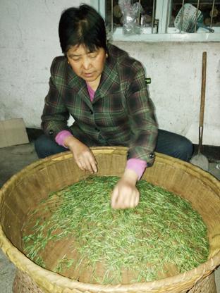 茶葉烘制