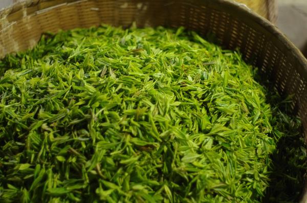 高山云霧茶