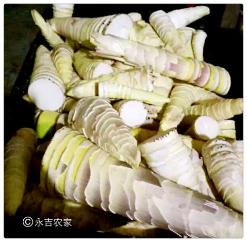 鮮筍肉