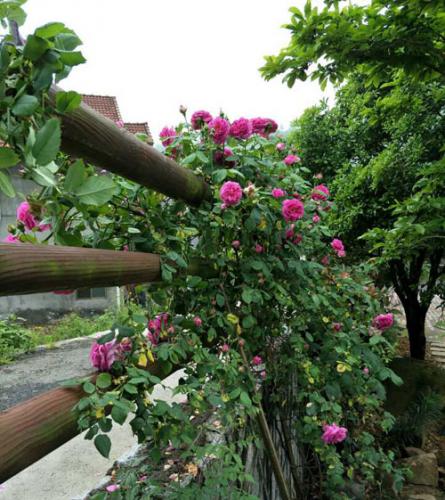 路邊鮮花