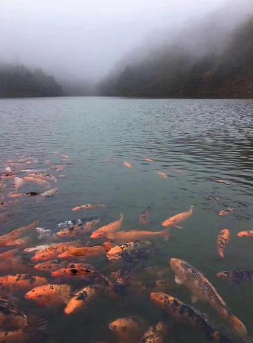 湖中游魚