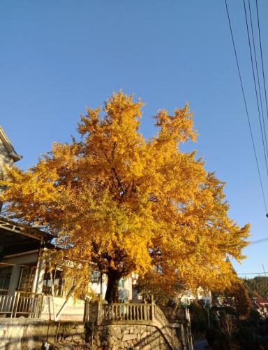 秋意漸濃
