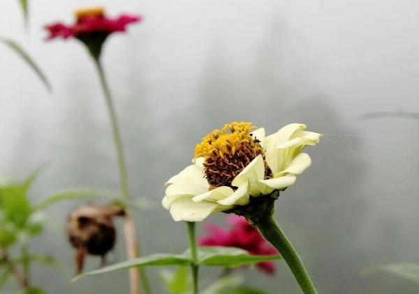鮮花盛開