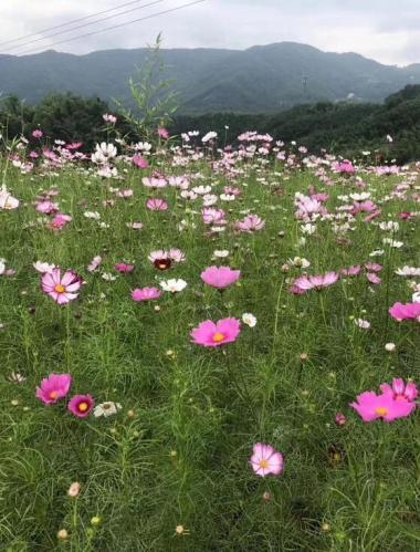 山野風光