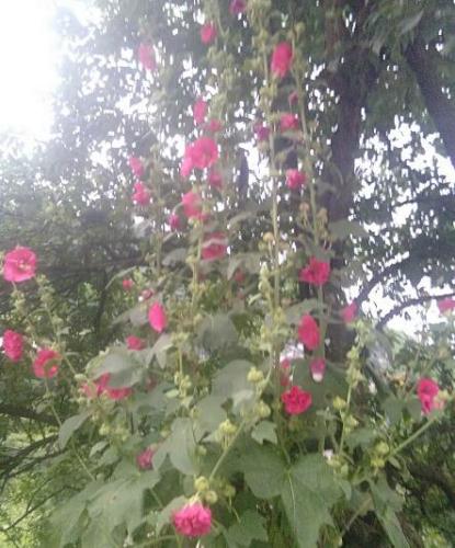 山花燦爛