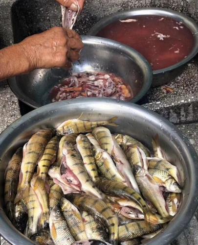 小溪魚