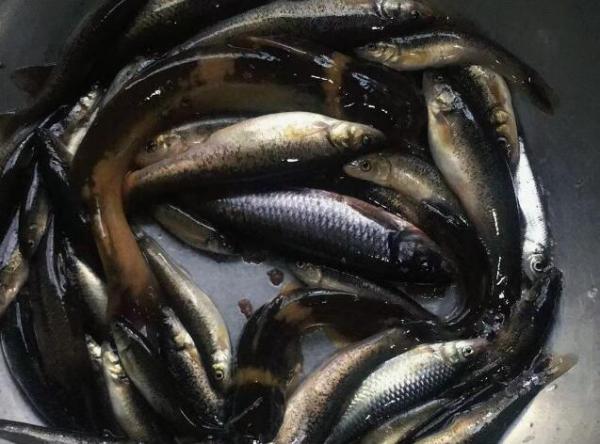 小溪魚