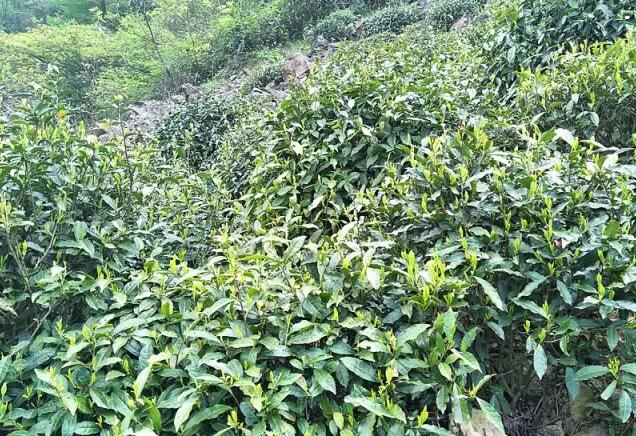茶園