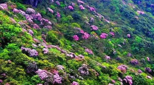 杜鵑花蔓延
