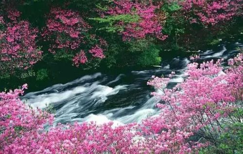 杜鵑花盛宴