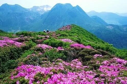 天目大峽谷的杜鵑花