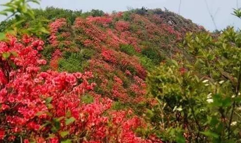 紅色杜鵑花