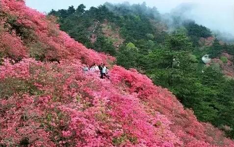 粉色杜鵑花