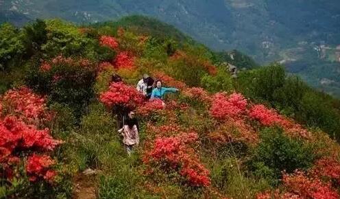 欣賞杜鵑花