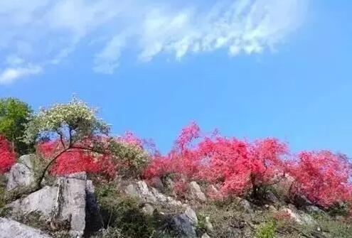 藍天下的杜鵑