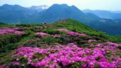 杜鵑花