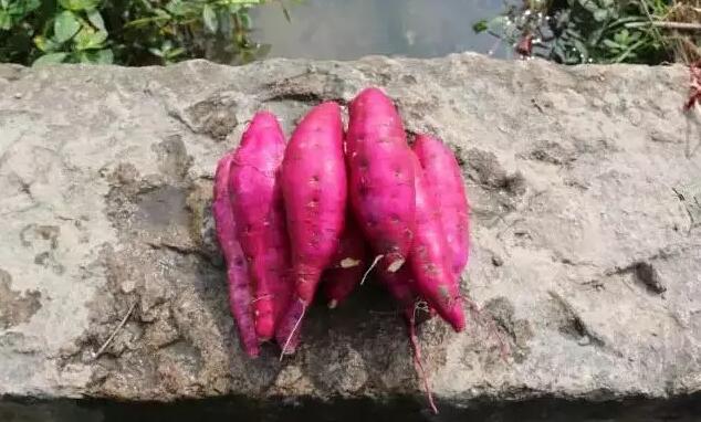 新鮮的香署