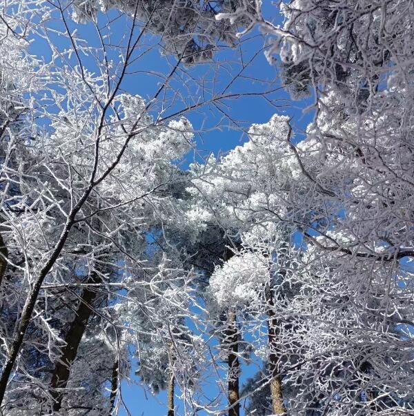 樹上的雪