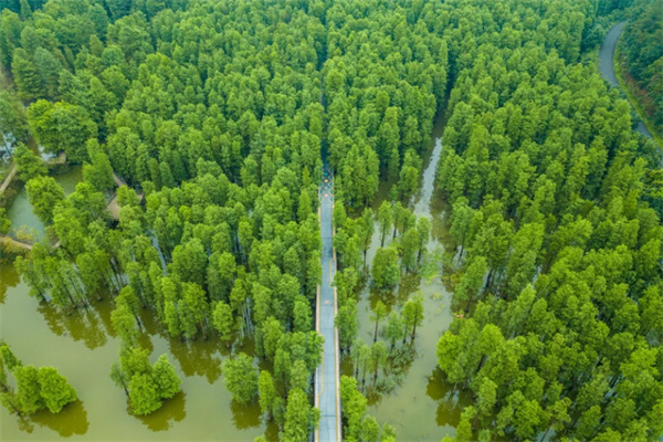 水上森林