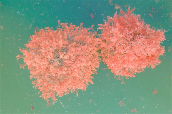水杉紅葉