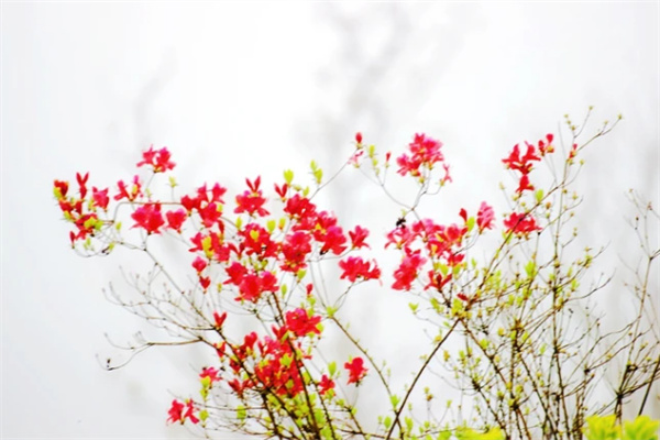 杜鵑花