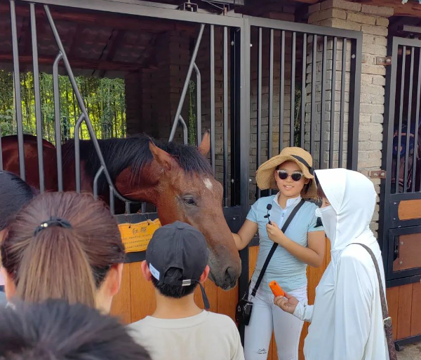 了解馬文化
