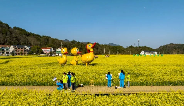 太陽鎮油菜花